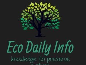 ecodailyinfo.com